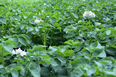 çiçek açan patates