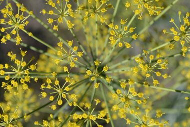 Önümüzdeki dereotu