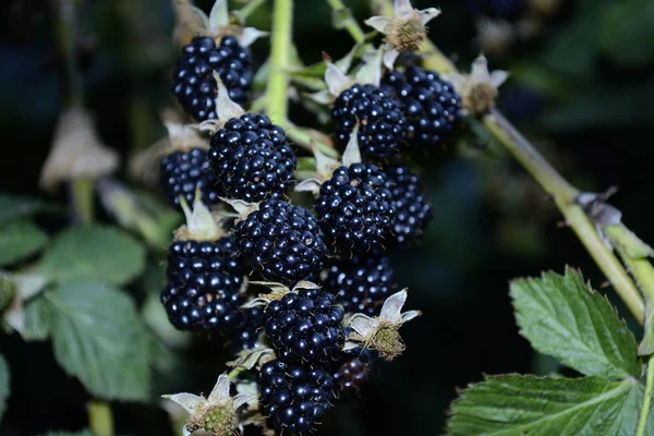 Bush with berries garden blackberry — Stock Photo, Image