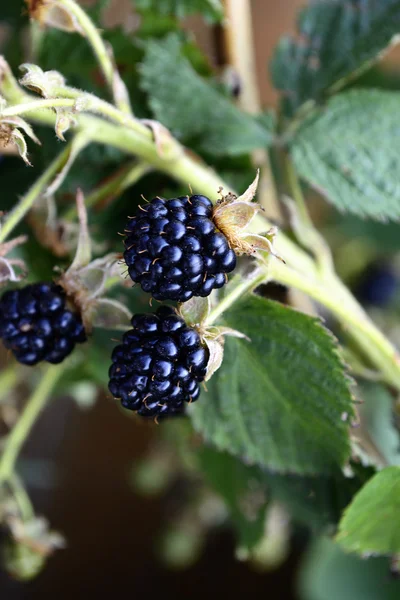 Bush with berries garden blackberry — Stock Photo, Image