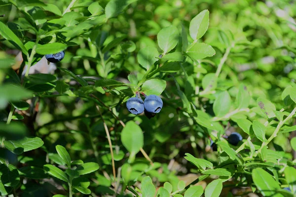 Bushes blueberry forest — Stock Photo, Image