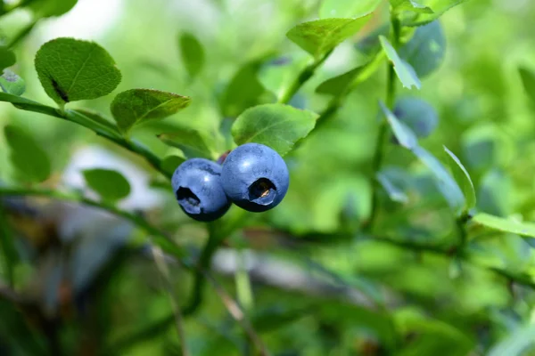 Bushes blueberry forest — Stock Photo, Image