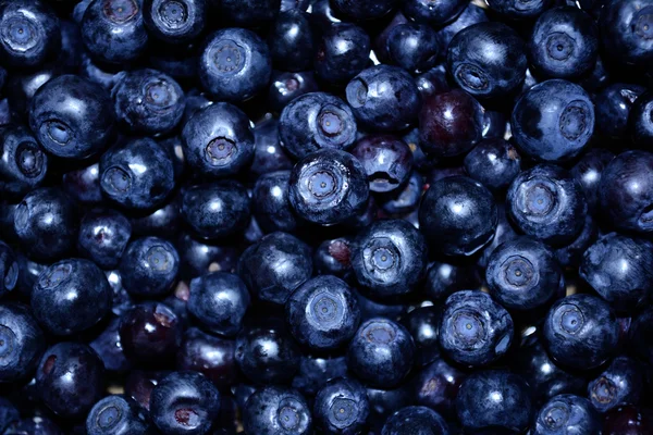 Background blueberries — Stock Photo, Image