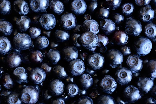 Background blueberries — Stock Photo, Image