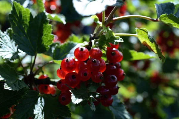 Rote Johannisbeere — Stockfoto