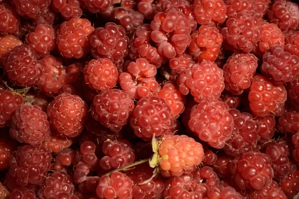 Background of raspberries — Stock Photo, Image