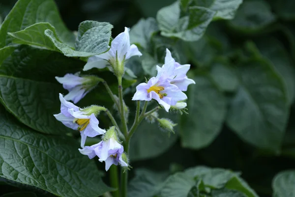 Blooming potatoes — Stock Photo, Image