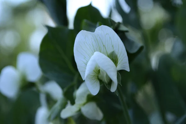 Blooming peas — Stock Photo, Image