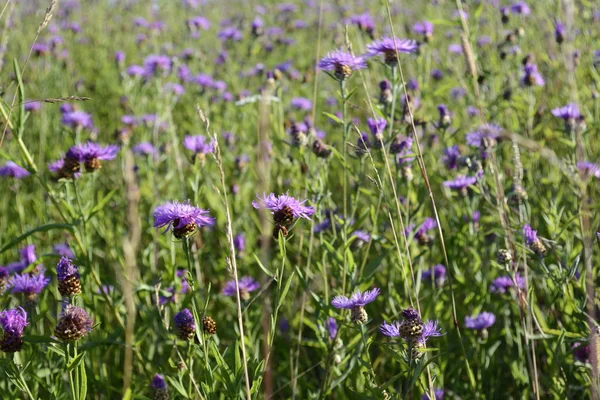 Blühende Felddistel lizenzfreie Stockfotos