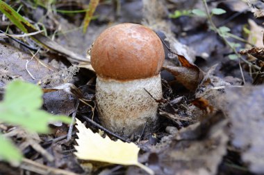 Genç turuncu kap çörek