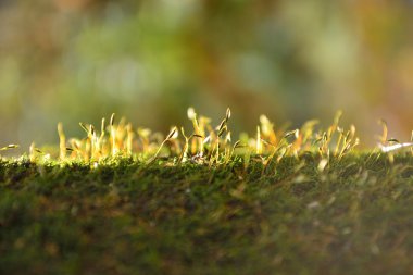 Parlak gün ışığında moss