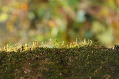 Parlak gün ışığında moss