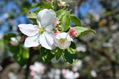Çiçek açan elma ağacı