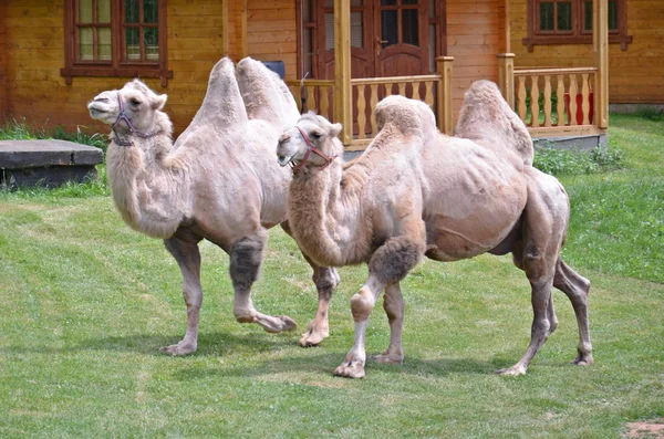 Camelos na caminhada — Fotografia de Stock