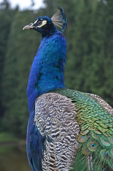 Peacock — Stock Photo, Image