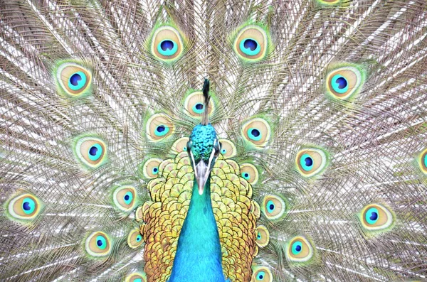 Peacock — Stock Photo, Image