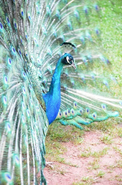 Peacock — Stock Photo, Image