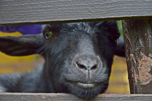 Black goat — Stock Photo, Image