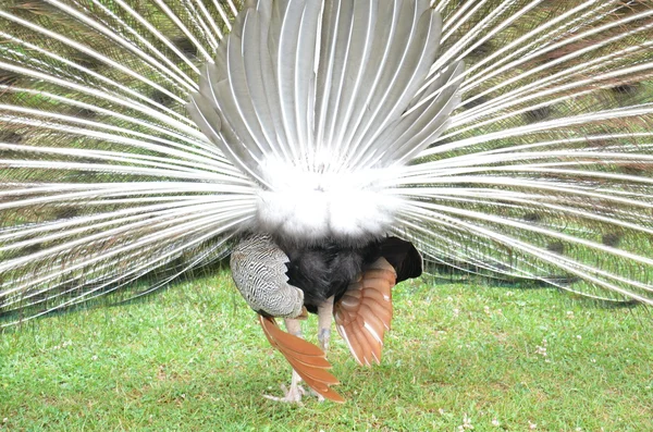 Peacock's tail from behind — Stock Photo, Image