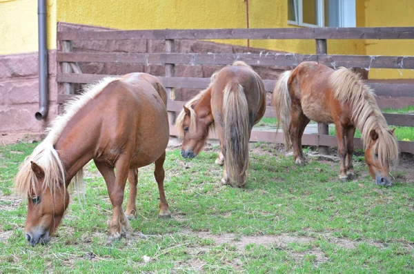 Tres ponnies — Foto de Stock