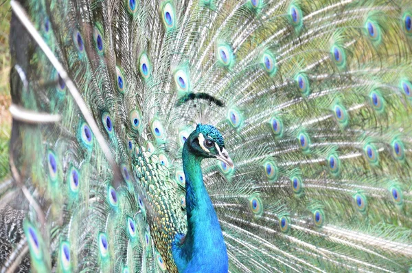 Peacock — Stock Photo, Image