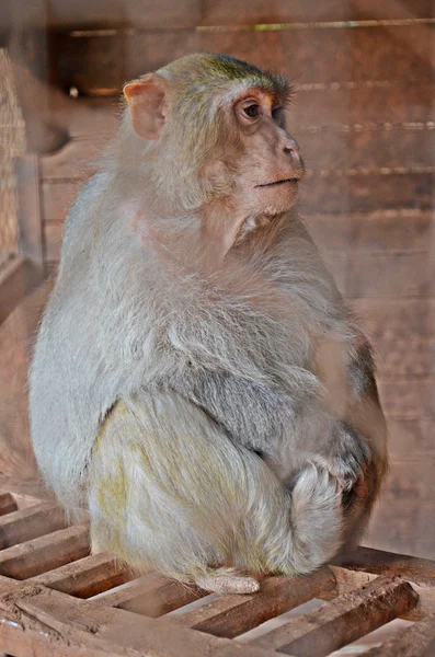 Makak małpa — Zdjęcie stockowe