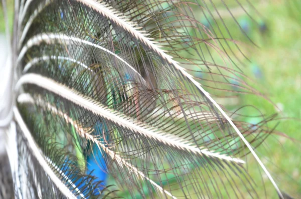 Pluma de pavo real — Foto de Stock