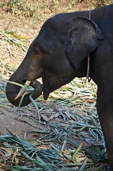 Baby elefant äta bladen — Stockfoto