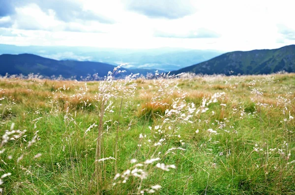 Grass blowing in the wind — Stock Photo, Image