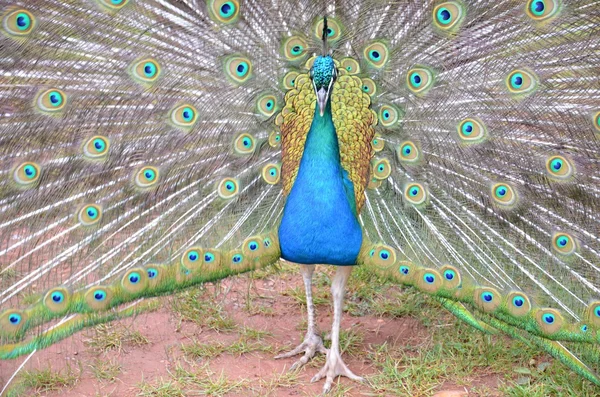 Peacock — Stock Photo, Image