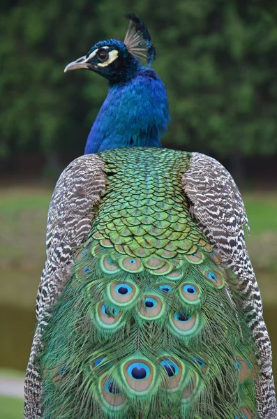 Peacoc — стоковое фото