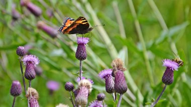 Devedikeni üzerinde kelebek