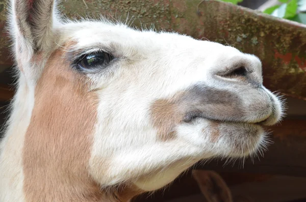 Dettaglio della testa del lama — Foto Stock