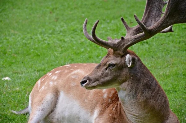 Fallow deer — Stock Photo, Image