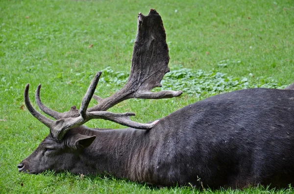 Fallow deer — Stock Photo, Image