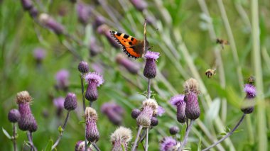 Devedikeni üzerinde kelebek