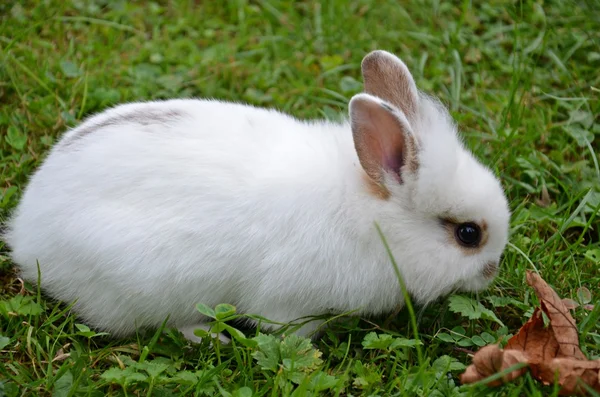 Cute little bunny — Stock Photo, Image