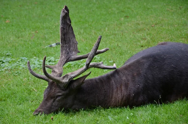 Fallow deer — Stock Photo, Image