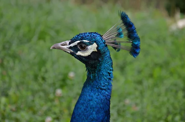 Peacock — Stock Photo, Image