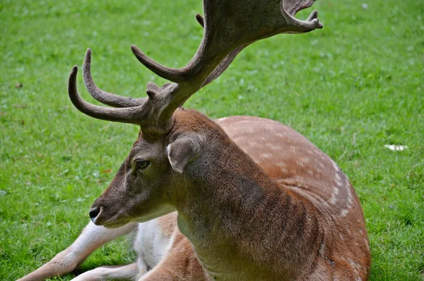 Damherten — Stockfoto