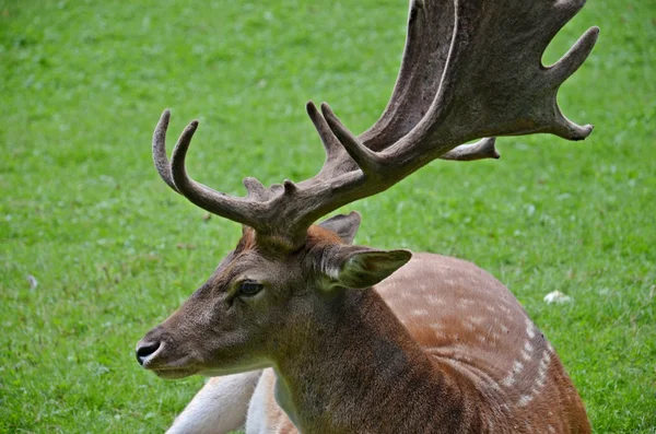 Damherten — Stockfoto