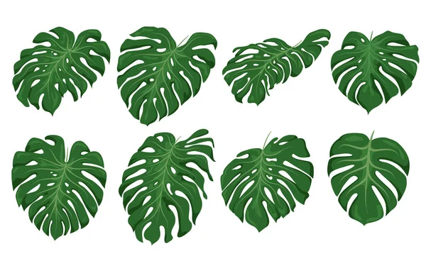 Monstera Levél Készlet Zöld Vektor — Stock Vector