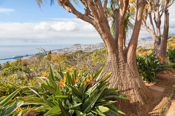 Arbre insolite dans le jardin botanique de Madère — Photo