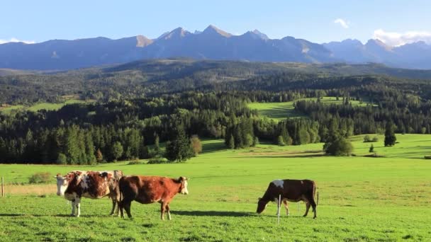 Mucche Pascolano Prato Sullo Sfondo Dei Monti Tatra Lapszanka Polonia — Video Stock