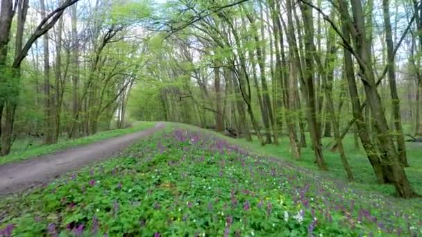 Vliegen Bloeiende Lentebloemen Natuurreservaat Zwierzyniec Bij Olawa Polen Uitzicht Vanaf — Stockvideo