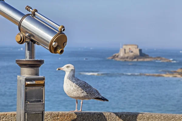 Mořský pták v blízkosti turistické dalekohledy v Saint-Malo, Francie — Stock fotografie