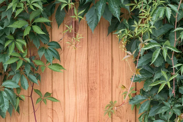 Fondo Madera Natural Con Marco Planta Orientación Del Paisaje Espacio — Foto de Stock