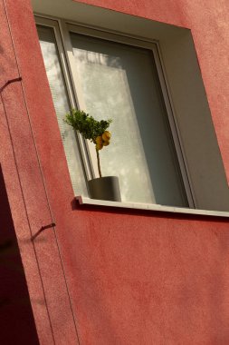 Pembe duvardaki pencere pervazındaki ayçiçekleri, güleryüzlü saksı çiçekleri dokulu sıva tabakasına karşı sıcak ışığa yakalanıyor, samimi iç mekan manzarası ev bakımını ve rahat şehir dekorunu öneriyor..