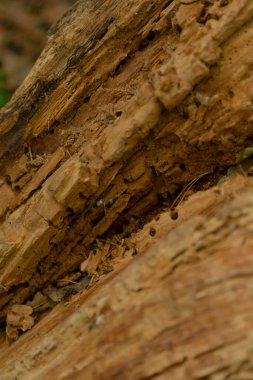 Yıpranmış ahşabın karmaşık dokusunu gösteren detaylı bir yakın çekim. Zamanla oluşmuş doğal güzelliği ve desenleri vurguluyor..