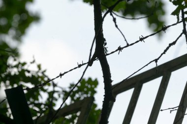 Geceleri sakin kırsal sınırlar, sakin kırsal kesim manzaraları, sakin kırsal manzaralar, sakin gece gökyüzü ve yeşilliklere karşı siluetlenmiş yalnız çitler.